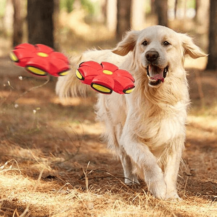 FlitzDisc: The versatile 2-in-1 dog toy for every kind of fun