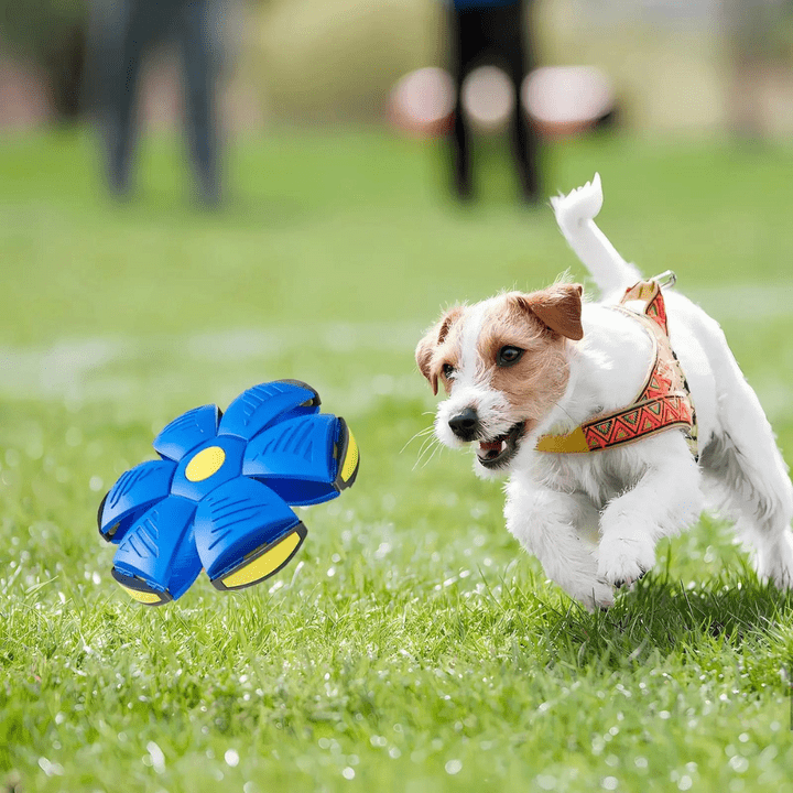 FlitzDisc: The versatile 2-in-1 dog toy for every kind of fun