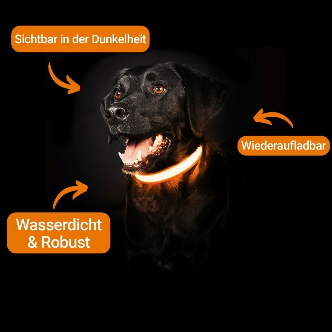 GlowHund LED Light-Up Dog Collar – Visibility guaranteed!