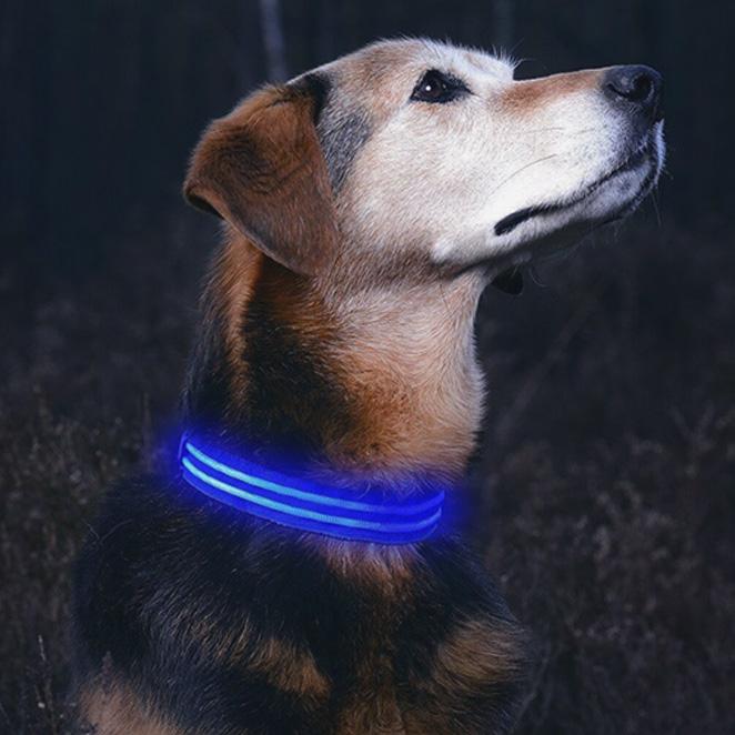 GlowHund LED Light-Up Dog Collar – Visibility guaranteed!