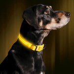 GlowHund LED Light-Up Dog Collar – Visibility guaranteed!