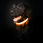 GlowHund LED Light-Up Dog Collar – Visibility guaranteed!