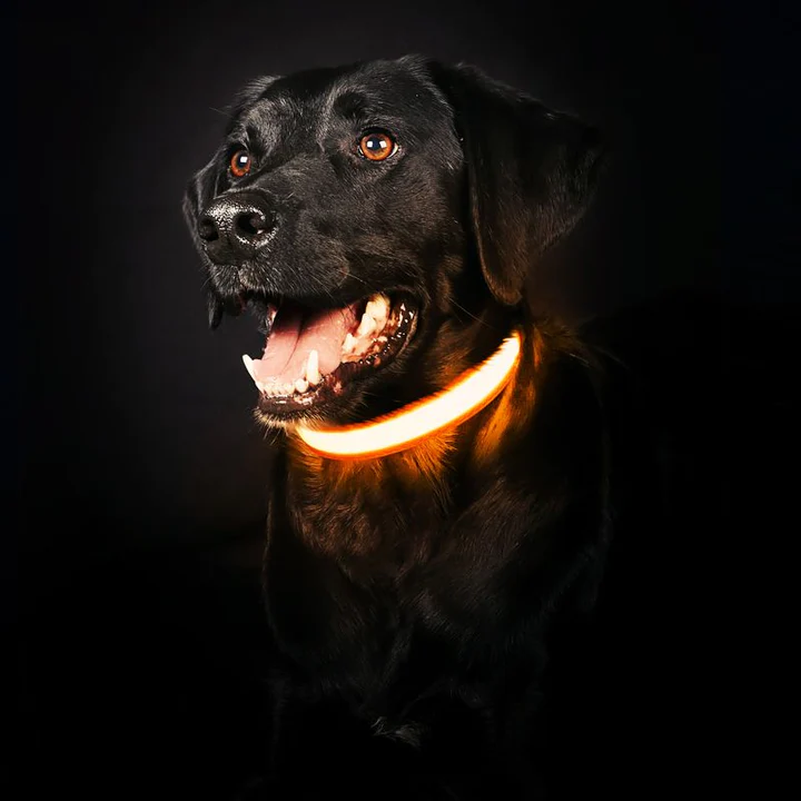 GlowHund LED Light-Up Dog Collar – Visibility guaranteed!