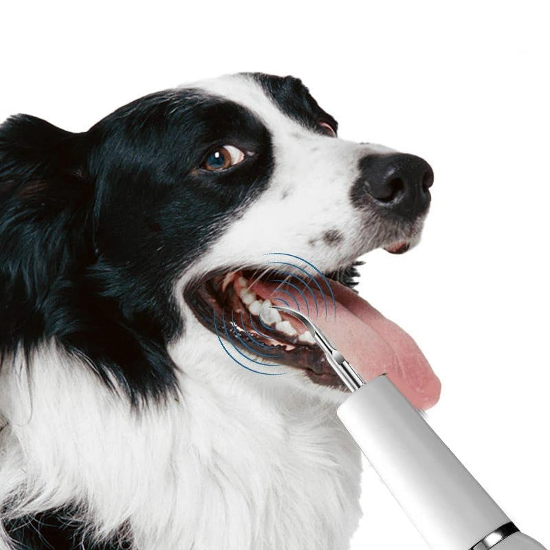 Dental Care Device for Dogs – Gentle Plaque Removal at Home
