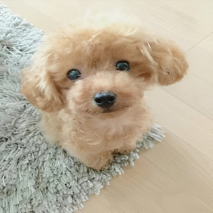 Plush toy with synthetic fur and heavy filling material