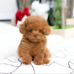 Plush toy with synthetic fur and heavy filling material