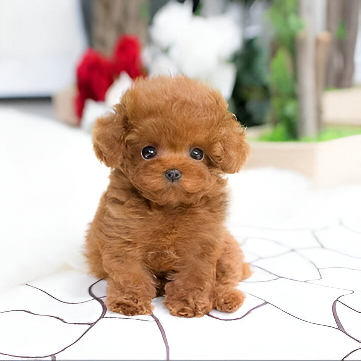 Plush toy with synthetic fur and heavy filling material