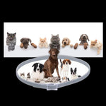 Adjustable Pet Collar for Dogs and Cats with Insect Protection