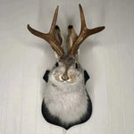 Plaque-Style Wall Decor with Unique Design