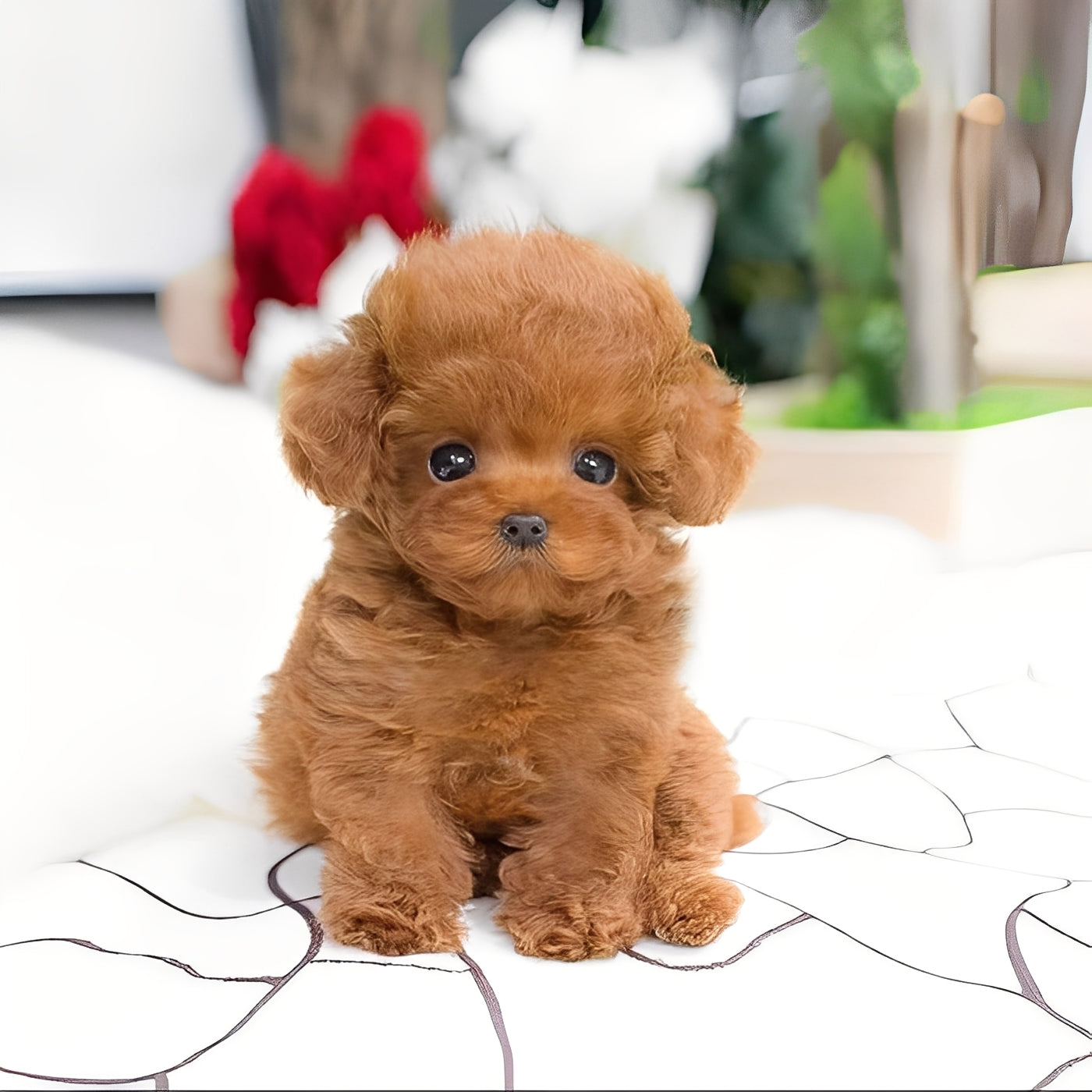Kuscheliger Hundefreund aus Plüsch