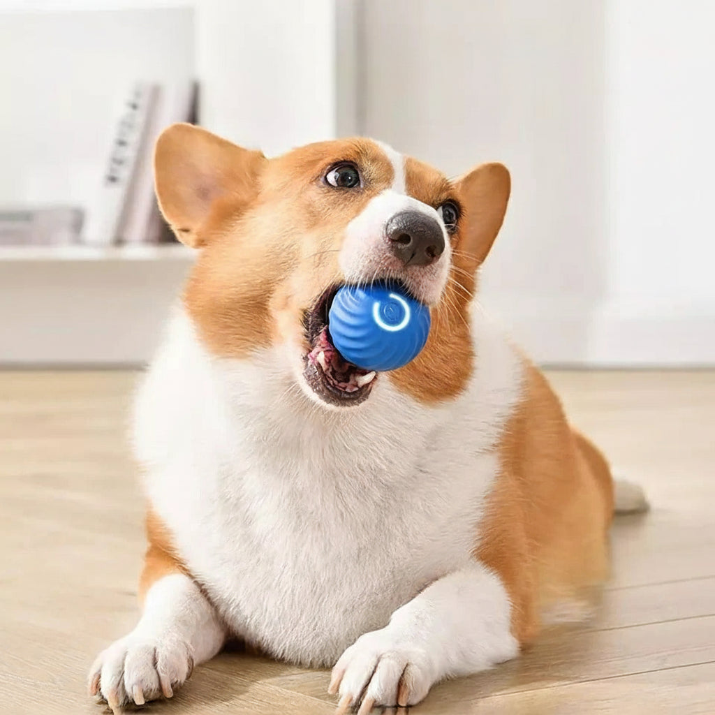 Unvorhersehbares Bewegungs-Spielzeug für Tiere