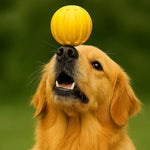 Interactive Dog Ball with Textured Design
