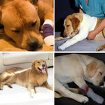 Verstellbare Hundebeinschiene für optimale Unterstützung