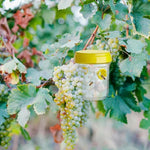 Fruit fly traps - Insect trap for combating fruit flies