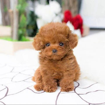 Echter Plüschhund Teddy Glückspuppe – Realistisches Spielzeug