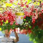 Fruit fly traps - Insect trap for combating fruit flies