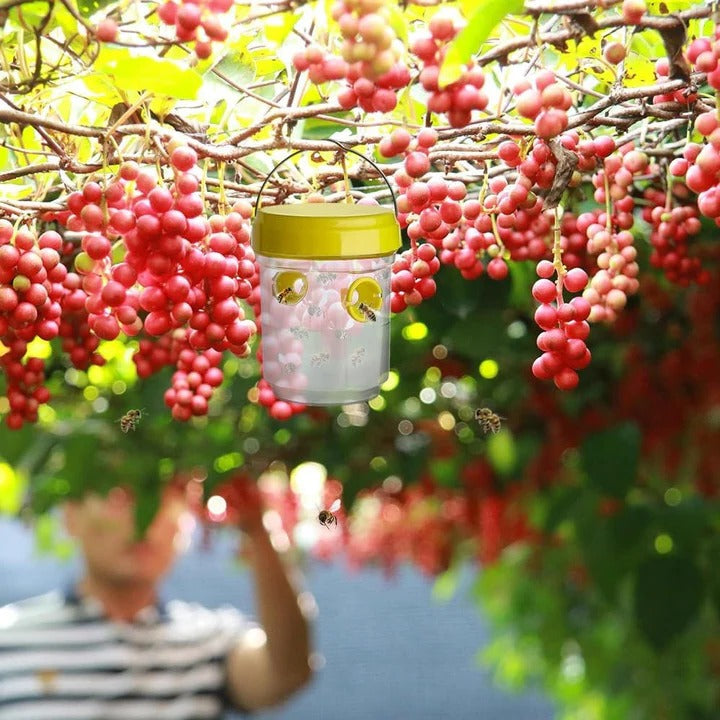 Fruit fly traps - Insect trap for combating fruit flies