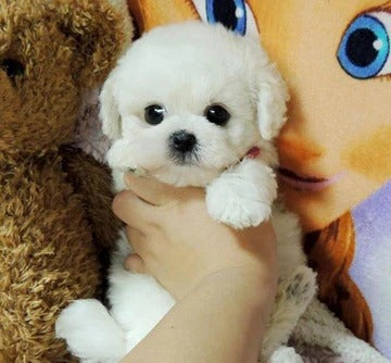 Echter Plüschhund Teddy Glückspuppe – Realistisches Spielzeug