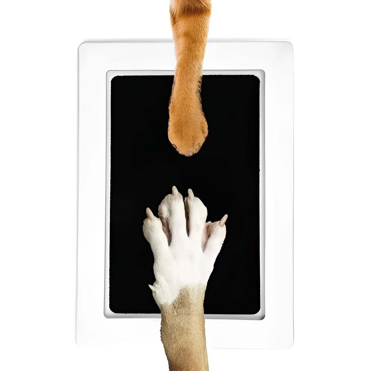 Paw print set for dogs and cats without chemicals
