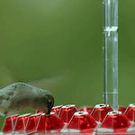 Hummingbird feeder with built-in ant moat