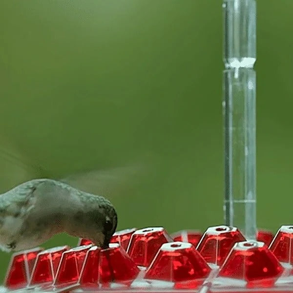 Hummingbird feeder with built-in ant moat
