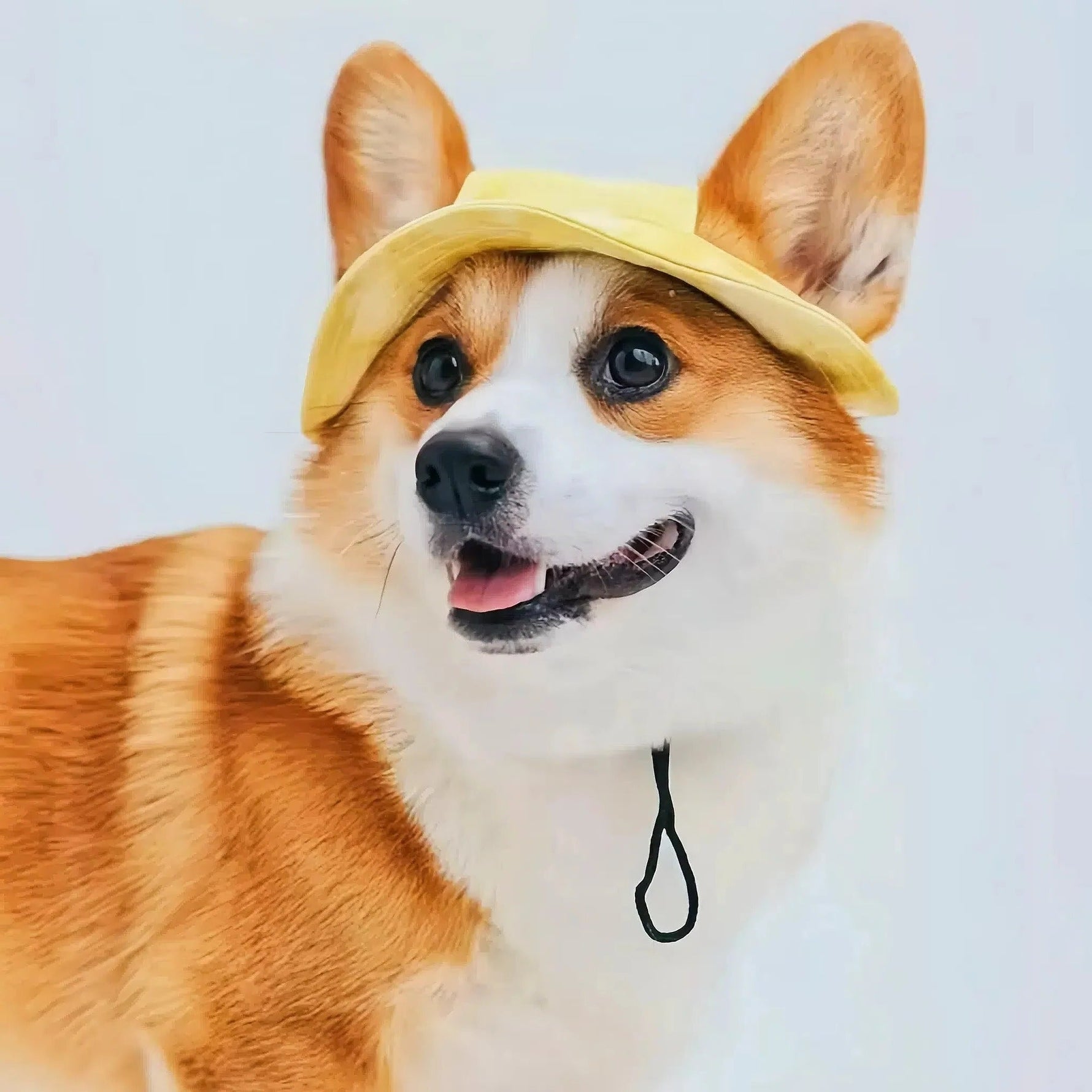 Pet Sun Protection with Adjustable Strap
