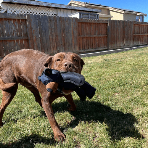 DogFun – Interactive Squeaky Toy for Dogs