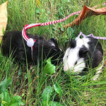 Adjustable Leash for Small Pets – 1.4 m & 2.0 m