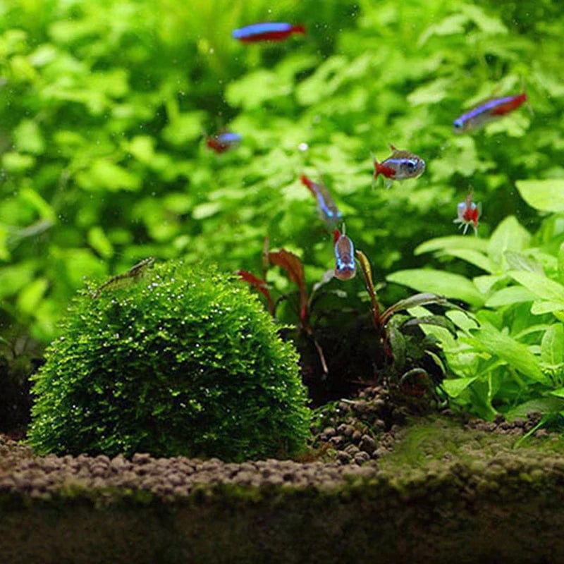 1 Piece Aquarium Plants Decoration - Moss Ball for Shrimp and Fish