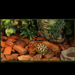Bettungsmaterial aus Kiefernrinde für Reptilien – 250g/650g Granulate