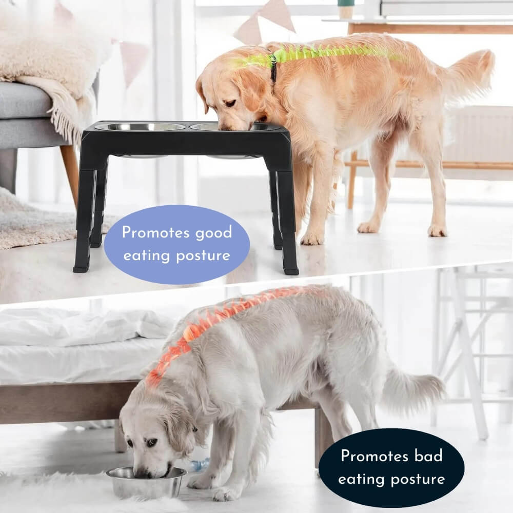 Elevated Dog Bowl with Ergonomics and Slow Feeding for Healthy Meals